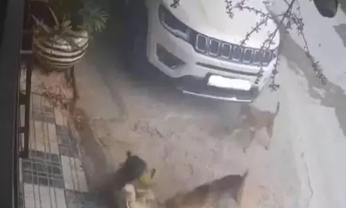 Rajendra Nagar में कुत्तों ने नाबालिग लड़की पर हमला किया, बचाया गया Rajendra Nagar में कुत्तों ने नाबालिग लड़की पर हमला किया, बचाया गया