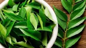 Health: एक महीने तक हर रोज चबाकर खाएं करी पत्ता, दूर हो जाएंगी ये स्वास्थ्य समस्याएं Health: एक महीने तक हर रोज चबाकर खाएं करी पत्ता, दूर हो जाएंगी ये स्वास्थ्य समस्याएं