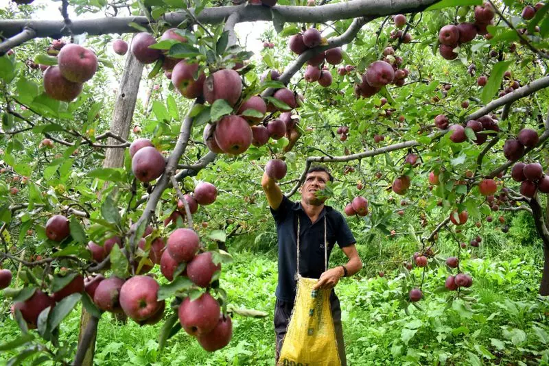 Himachal: मांगें पूरी नहीं होने से किसान ‘निराश’ Himachal: मांगें पूरी नहीं होने से किसान ‘निराश’