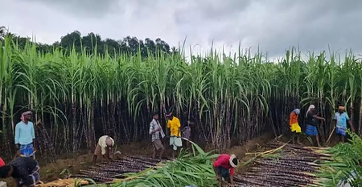 Tamil Nadu: गन्ना किसानों ने तमिलनाडु सरकार से सब्सिडी योजना की मांग की