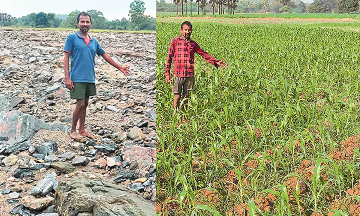 Andhra: मकई की इच्छा, मकई का इनाम