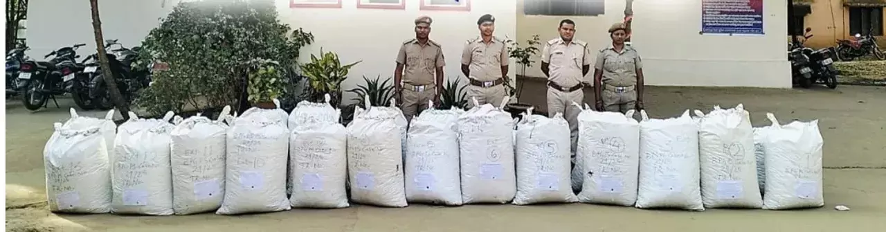 Odisha: जंगल में 10 क्विंटल से अधिक गांजा जब्त Odisha: जंगल में 10 क्विंटल से अधिक गांजा जब्त