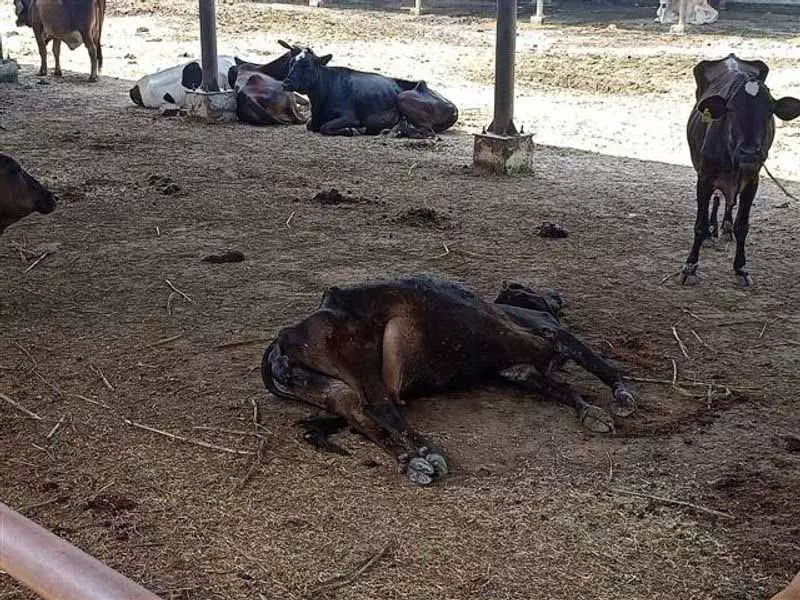 Chandigarh गौशाला में करंट लगने से 8 मवेशियों की मौत, जांच के आदेश Chandigarh गौशाला में करंट लगने से 8 मवेशियों की मौत, जांच के आदेश