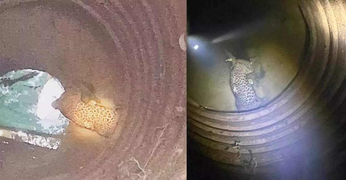 Kerala : कासरगोड की डेलमपडी पंचायत में एक कुएं में टूटी पसलियों के साथ मृत तेंदुआ मिला Kerala : कासरगोड की डेलमपडी पंचायत में एक कुएं में टूटी पसलियों के साथ मृत तेंदुआ मिला