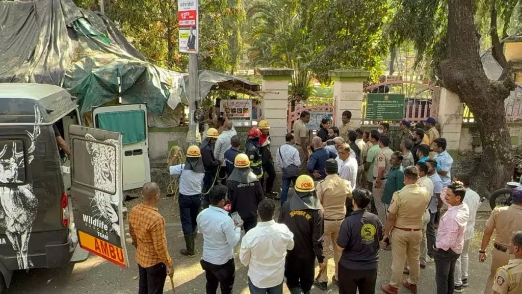 Pimpri: बाड़े में घुसा तेंदुआ, ढाई घंटे की अथक मेहनत के बाद पकड़ा गया Pimpri: बाड़े में घुसा तेंदुआ, ढाई घंटे की अथक मेहनत के बाद पकड़ा गया
