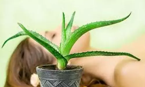 Hair Care: एलोवेरा से बालों की समस्याओं से मिलेगा छुटकारा, इस्तेमाल करें  हेयर मास्क