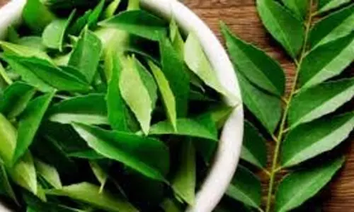 Health: एक महीने तक हर रोज चबाकर खाएं करी पत्ता, दूर हो जाएंगी ये स्वास्थ्य समस्याएं Health: एक महीने तक हर रोज चबाकर खाएं करी पत्ता, दूर हो जाएंगी ये स्वास्थ्य समस्याएं