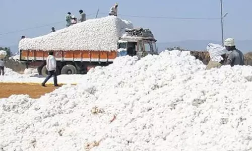 Tamil Nadu: तमिलनाडु के निर्यातकों ने कपास उत्पादन बढ़ाने के लिए बजट की सराहना की