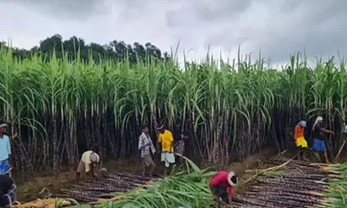 Tamil Nadu: गन्ना किसानों ने तमिलनाडु सरकार से सब्सिडी योजना की मांग की Tamil Nadu: गन्ना किसानों ने तमिलनाडु सरकार से सब्सिडी योजना की मांग की