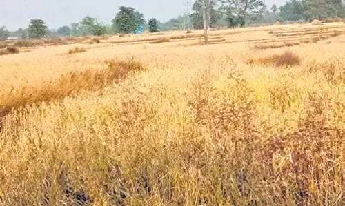 Odisha: बहिष्कृत आदिवासी परिवार ने फसल नुकसान के लिए 5 लाख रुपये की मांग की