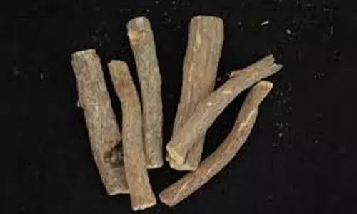Health: मुलेठी चबाना है अच्छी आदत, जानें इसके स्वास्थ्य लाभ
