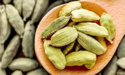Health: दिन में सिर्फ 2 इलायची चबाने से मिलेंगे ये कमाल के स्वास्थ्य लाभ, जानें सेवन का सही समय Health: दिन में सिर्फ 2 इलायची चबाने से मिलेंगे ये कमाल के स्वास्थ्य लाभ, जानें सेवन का सही समय
