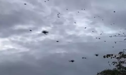 Brazil में मकड़ियों की बारिश! चौंकाने वाला वीडियो वायरल, इंटरनेट पर लोगों ने दी प्रतिक्रिया Brazil में मकड़ियों की बारिश! चौंकाने वाला वीडियो वायरल, इंटरनेट पर लोगों ने दी प्रतिक्रिया