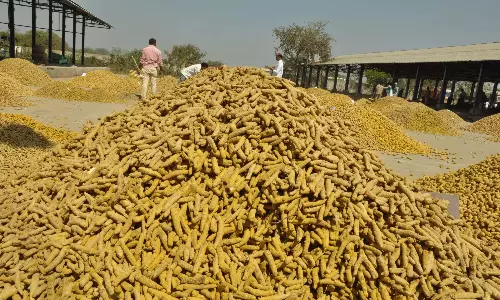 Andhra: बजट में हल्दी बोर्ड का जिक्र न होने से किसान चिंतित