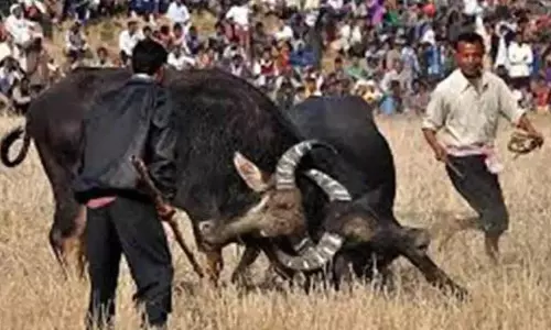 Assam में भैंसों की लड़ाई के लिए नया कानून बनाया जाएगा Assam में भैंसों की लड़ाई के लिए नया कानून बनाया जाएगा