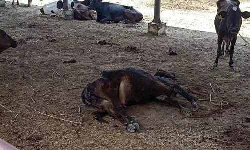 Chandigarh गौशाला में करंट लगने से 8 मवेशियों की मौत, जांच के आदेश Chandigarh गौशाला में करंट लगने से 8 मवेशियों की मौत, जांच के आदेश