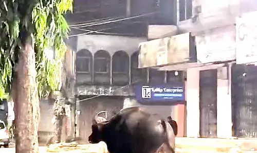 जंगली बाइसन जंगल में जगह खत्म होने के बाद अब Ponda की सड़कों पर घूम रहे