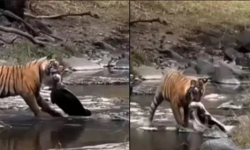Sawai Madhopur : रणथंभौर टाइगर रिजर्व में बाघिन रिद्धि ने कछुए को बनाया शिकार Sawai Madhopur : रणथंभौर टाइगर रिजर्व में बाघिन रिद्धि ने कछुए को बनाया शिकार