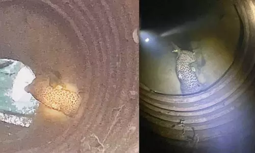 Kerala :  कासरगोड की डेलमपडी पंचायत में एक कुएं में टूटी पसलियों के साथ मृत तेंदुआ मिला