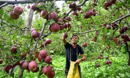 Himachal: मांगें पूरी नहीं होने से किसान ‘निराश’ Himachal: मांगें पूरी नहीं होने से किसान ‘निराश’