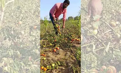 Telangana में टमाटर की कीमतों में भारी गिरावट से किसान संकट में Telangana में टमाटर की कीमतों में भारी गिरावट से किसान संकट में