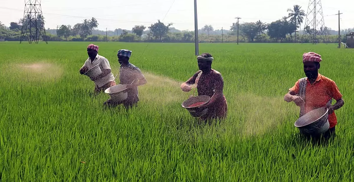 Tamil Nadu: धर्मपुरी धान किसानों को अच्छी फसल की उम्मीद