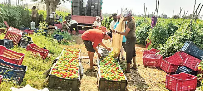 Andhra: टमाटर के दाम गिरने से कुछ इलाकों के किसान चिंतित