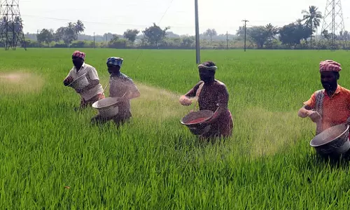 Tamil Nadu: धर्मपुरी धान किसानों को अच्छी फसल की उम्मीद
