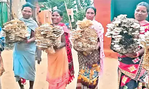 Odisha: आदिवासी महिलाएं मशरूम की खेती के माध्यम से आर्थिक विकास कर रही Odisha: आदिवासी महिलाएं मशरूम की खेती के माध्यम से आर्थिक विकास कर रही