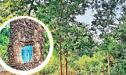 Odisha: विभिन्न स्थानों से लाल चंदन के पेड़ एकत्र किए गए Odisha: विभिन्न स्थानों से लाल चंदन के पेड़ एकत्र किए गए