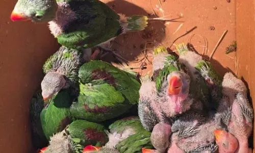बौध में तीन कछुए, 15 तोते के बच्चे बचाए गए, चार हिरासत में लिए गए