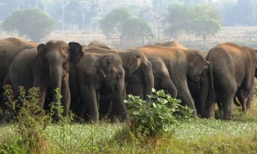 Odisha: जंगली हाथियों ने बुजुर्ग दंपत्ति को कुचलकर मार डाला