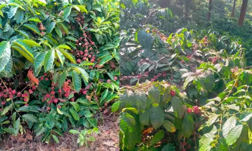 Tamil Nadu: वैश्विक कमी के बीच नीलगिरी में कॉफी की कीमतें रिकॉर्ड ऊंचाई पर पहुंची Tamil Nadu: वैश्विक कमी के बीच नीलगिरी में कॉफी की कीमतें रिकॉर्ड ऊंचाई पर पहुंची