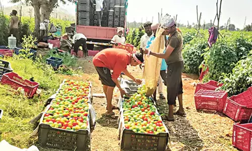 Andhra: टमाटर के दाम गिरने से कुछ इलाकों के किसान चिंतित