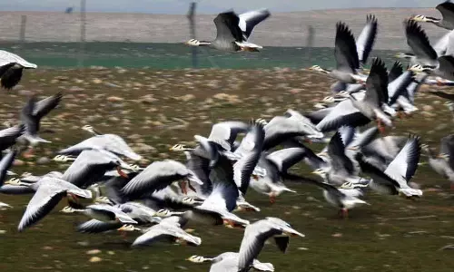 Pong Dam अभयारण्य में प्रवासी पक्षियों की संख्या में रिकॉर्ड वृद्धि