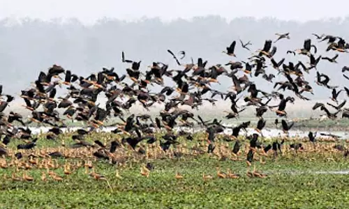 Assam के पोबितोरा वन्यजीव अभयारण्य में जलीय पक्षियों की संख्या में 50% से अधिक की वृद्धि Assam के पोबितोरा वन्यजीव अभयारण्य में जलीय पक्षियों की संख्या में 50% से अधिक की वृद्धि