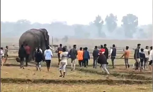 Bengal: वन विभाग ने शराब के नशे में टस्कर पर हमला करने वालों के खिलाफ शिकायत दर्ज