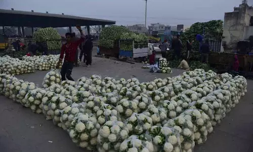 Jalandhar: 2 रुपये प्रति किलो की दर से बेचकर फूलगोभी की फसल नष्ट कर रहे किसान