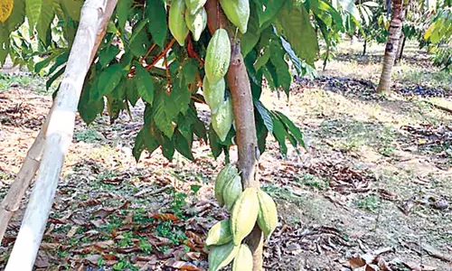 Andhra: कोको की खेती में देश में प्रथम स्थान पर