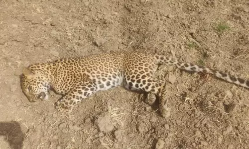 Bahraich: ग्रामीण के घर के पीछे मिला तेंदुए का शव, पोस्टमार्टम के बाद जलाया