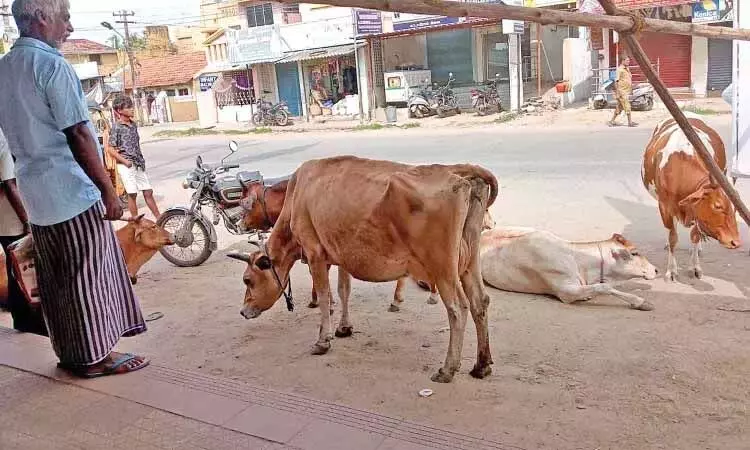 Tambaram में पशुपालकों ने चारागाह और गोशाला की मांग की