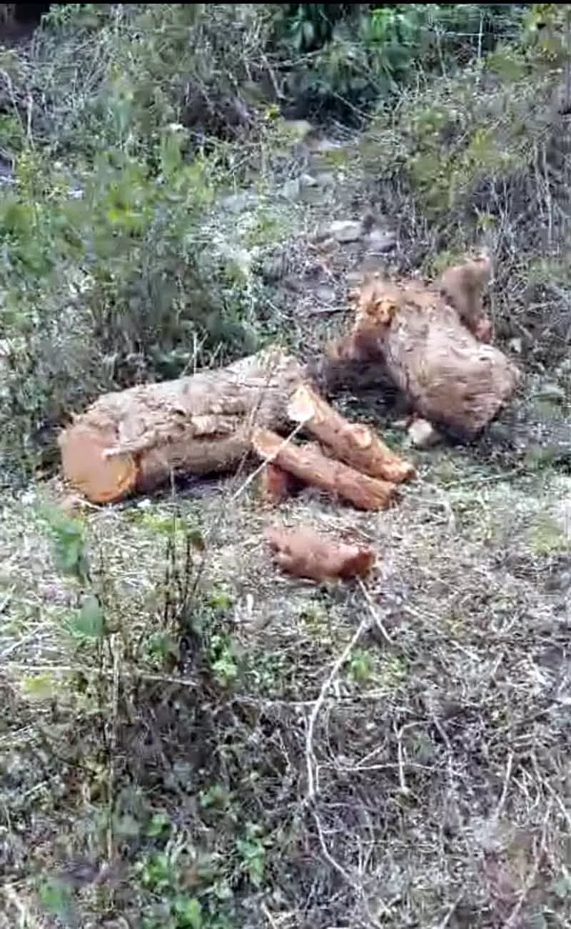 Himachal: पेड़ों की अवैध कटाई के लिए वन विभाग ने 2 लोगों पर 1.25 लाख रुपये का जुर्माना लगाया Himachal: पेड़ों की अवैध कटाई के लिए वन विभाग ने 2 लोगों पर 1.25 लाख रुपये का जुर्माना लगाया
