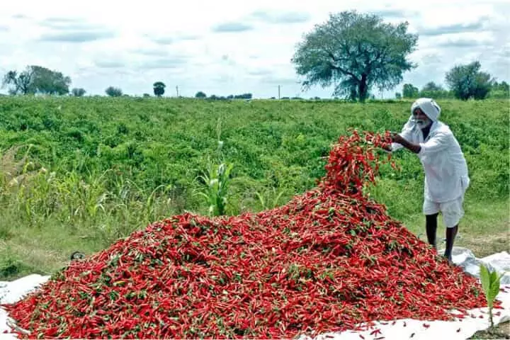 Andhra : मिर्च किसान को भारी नुकसान