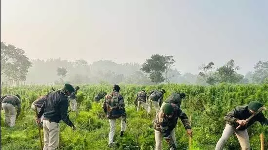 Tripura : असम राइफल्स ने ड्रग्स जब्त की, 3 करोड़ रुपये से अधिक मूल्य के भांग के बागान नष्ट किए