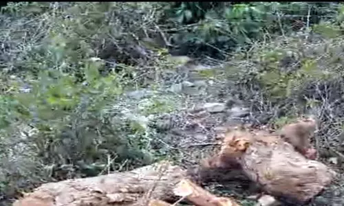 Himachal: खैर के पेड़ों की अवैध कटाई के लिए वन विभाग ने 2 लोगों पर 1.25 लाख रुपये का जुर्माना लगाया Himachal: खैर के पेड़ों की अवैध कटाई के लिए वन विभाग ने 2 लोगों पर 1.25 लाख रुपये का जुर्माना लगाया