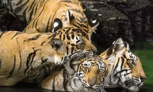 भारत के नेतृत्व में अंतर्राष्ट्रीय बिग कैट एलायंस लागू हुआ भारत के नेतृत्व में अंतर्राष्ट्रीय बिग कैट एलायंस लागू हुआ