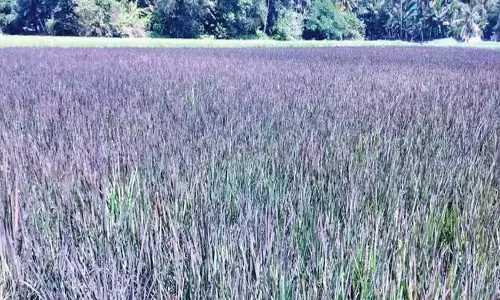 Kerala के कुट्टनाड ने पहली बार पेश किया जापानी वायलेट चावल Kerala के कुट्टनाड ने पहली बार पेश किया जापानी वायलेट चावल