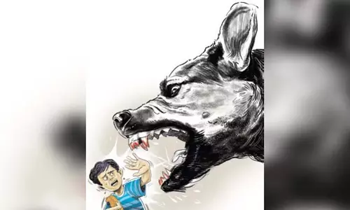 फरवरी के अंत तक Bhubaneswar में कुत्तों की नसबंदी फिर से शुरू हो जाएगी