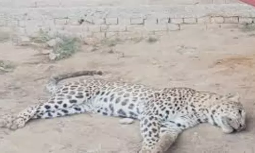 Bahraich: तेंदुए का शव मिलने से मचा हड़कंप