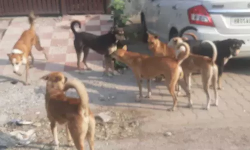 Haryana : करनाल में आवारा कुत्तों ने 10 वर्षीय बच्चे को नोच-नोच कर मार डाला Haryana : करनाल में आवारा कुत्तों ने 10 वर्षीय बच्चे को नोच-नोच कर मार डाला